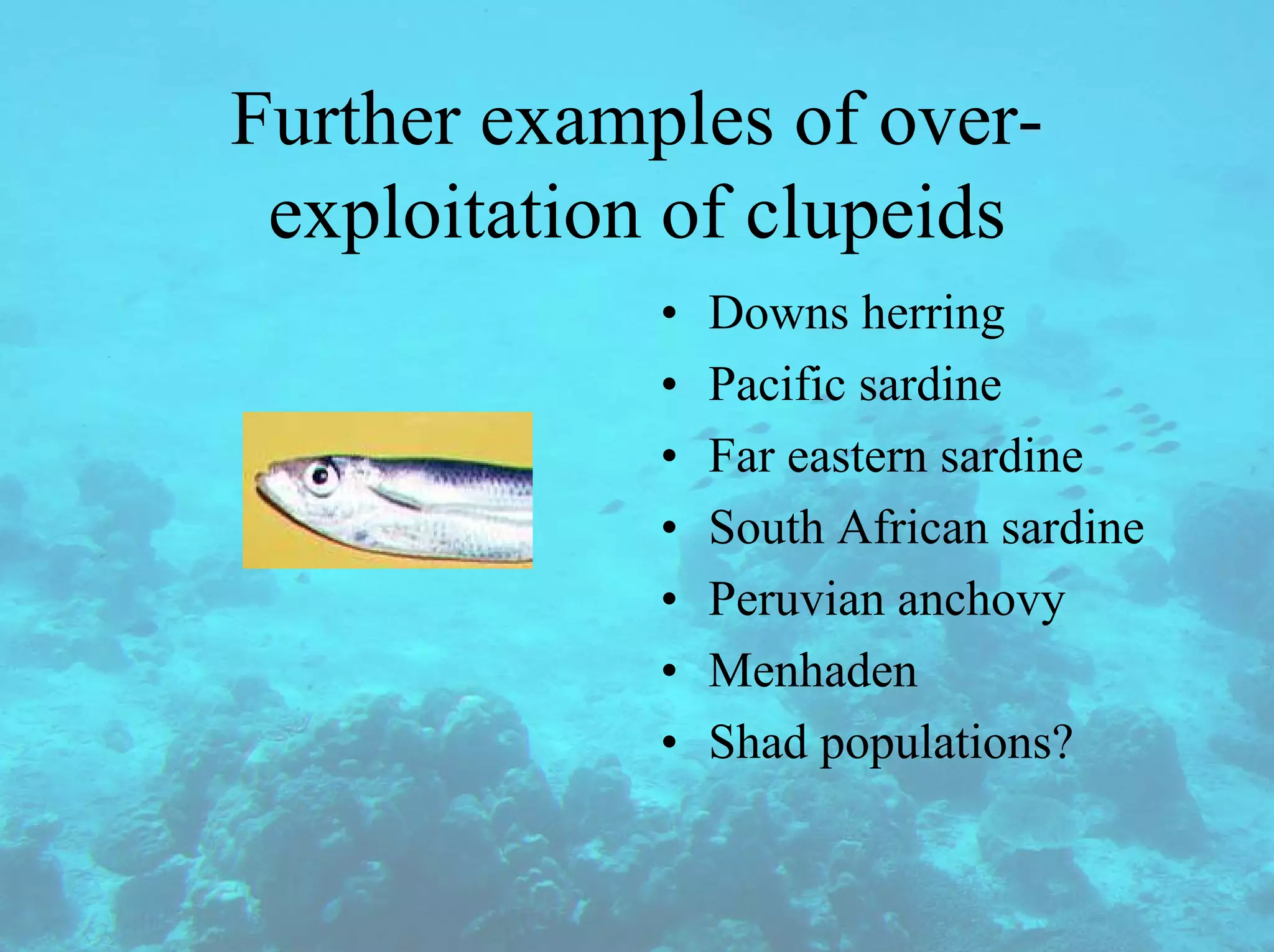 Further examples of over-
exploitation of clupeids
• Downs herring
• Pacific sardine
• Far eastern sardine
• South African sardine
• Peruvian anchovy
• Menhaden
• Shad populations?
 