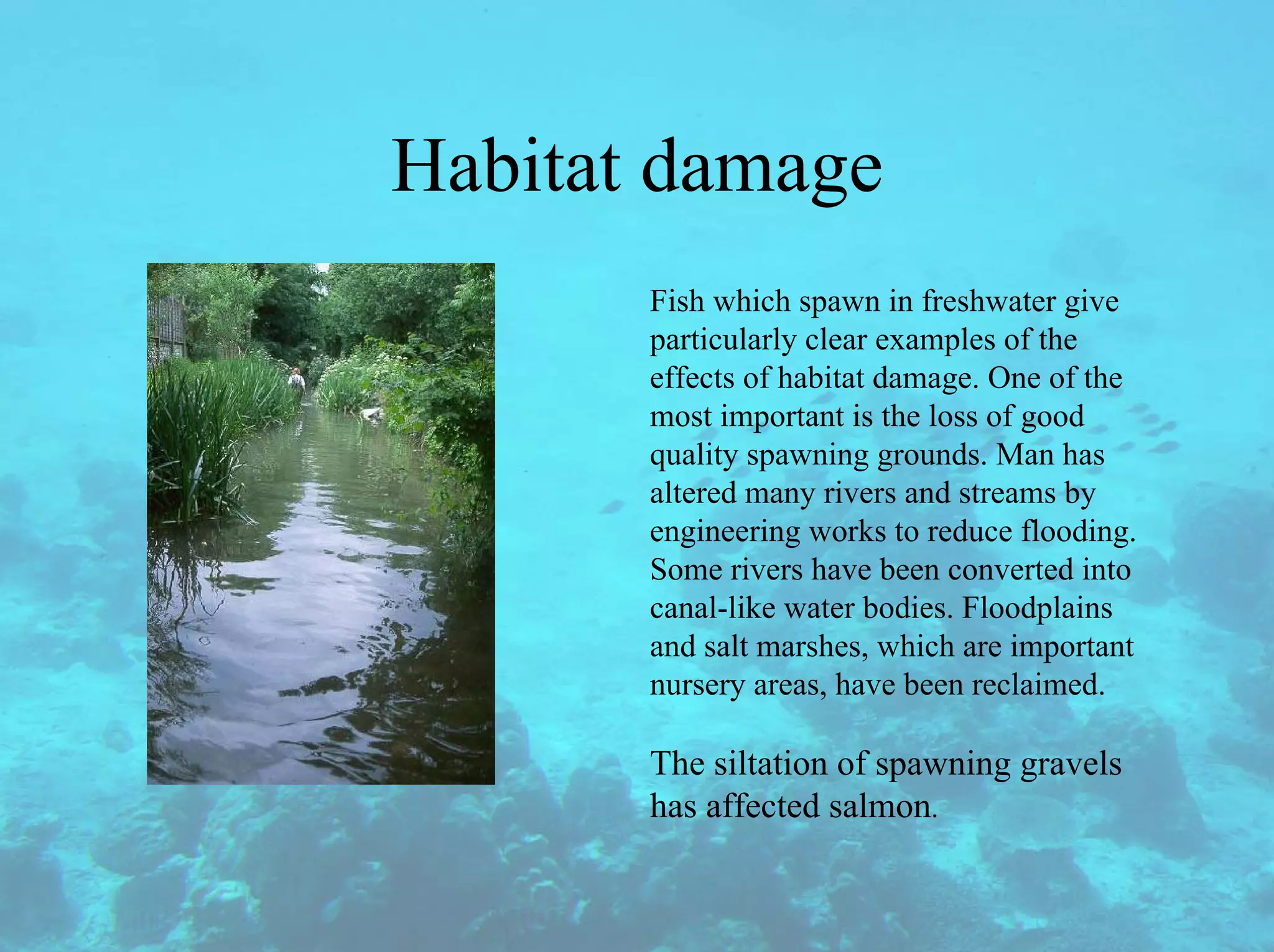 Habitat damage
Fish which spawn in freshwater give
particularly clear examples of the
effects of habitat damage. One of the
most important is the loss of good
quality spawning grounds. Man has
altered many rivers and streams by
engineering works to reduce flooding.
Some rivers have been converted into
canal-like water bodies. Floodplains
and salt marshes, which are important
nursery areas, have been reclaimed.
The siltation of spawning gravels
has affected salmon.
 