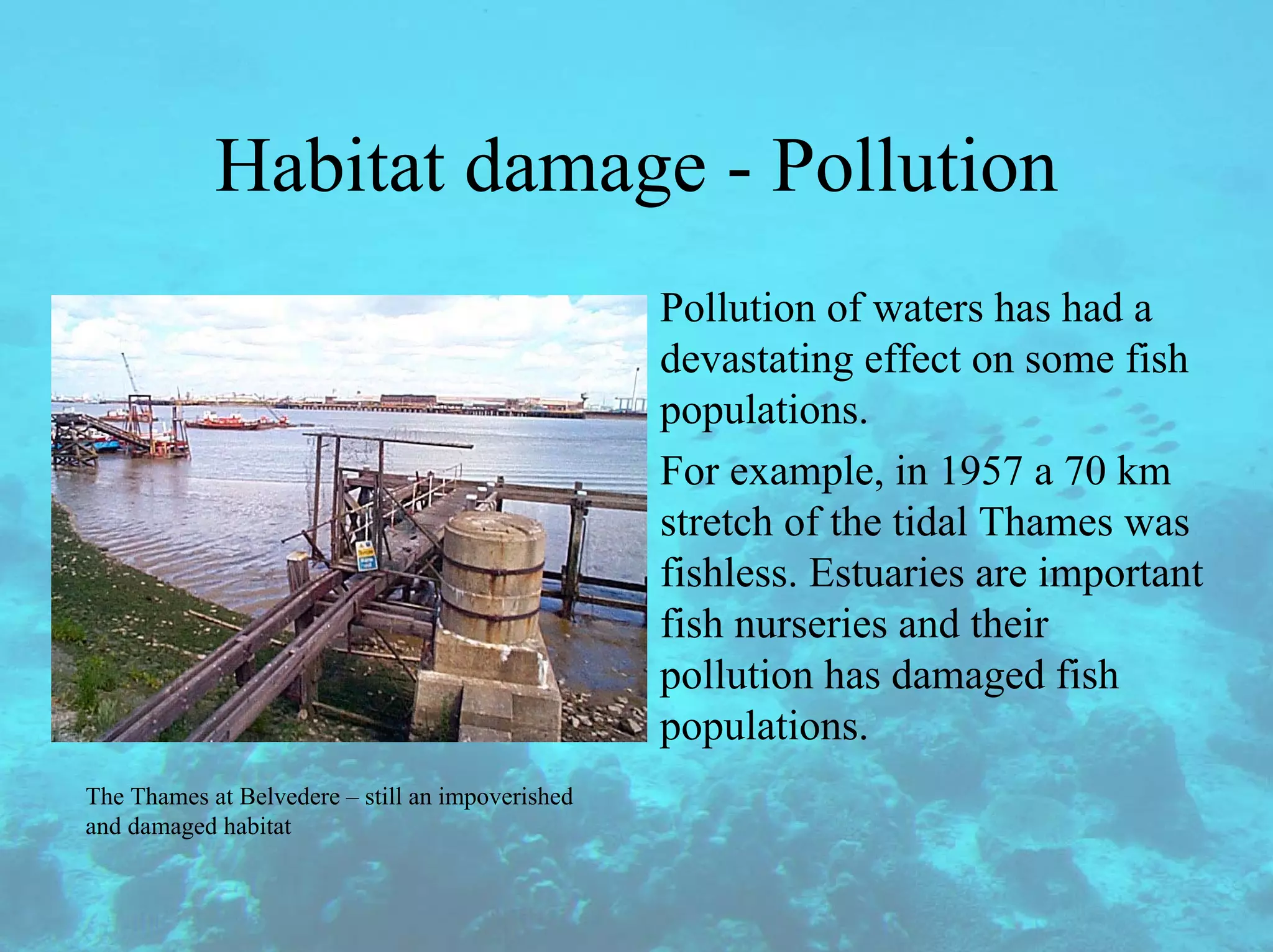 Habitat damage - Pollution
Pollution of waters has had a
devastating effect on some fish
populations.
For example, in 1957 a 70 km
stretch of the tidal Thames was
fishless. Estuaries are important
fish nurseries and their
pollution has damaged fish
populations.
The Thames at Belvedere – still an impoverished
and damaged habitat
 