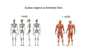 • kosti
Sustav organa za kretanje čine:
• mišići
 
