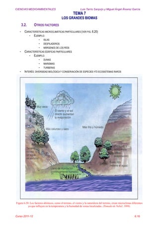 CIENCIAS MEDIOAMBIENTALES Luis Tarrío Sanjurjo y Miguel Ángel Álvarez García
TEMA 7
LOS GRANDES BIOMAS
Curso 2011-12 6.16
3.2. OTROS FACTORES
- CARACTERÍSTICAS MICROCLIMÁTICAS PARTICULARES (VER FIG. 6.20)
- EJEMPLO:
- ISLAS
- DESFILADEROS
- MÁRGENES DE LOS RÍOS
- CARACTERÍSTICAS EDÁFICAS PARTICULARES
- EJEMPLO:
- DUNAS
- MARISMAS
- TURBERAS
- INTERÉS: DIVERSIDAD BIOLÓGICA Y CONSERVACIÓN DE ESPECIES Y/O ECOSISTEMAS RAROS
Figura 6.20. Los factores abióticos, como el terreno, el viento y la naturaleza del terreno, crean microclimas diferentes
ya que influyen en la temperatura y la humedad de zonas localizadas. (Tomado de Nebel, 1999).
 