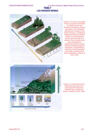 CIENCIAS MEDIOAMBIENTALES Luis Tarrío Sanjurjo y Miguel Ángel Álvarez García
TEMA 7
LOS GRANDES BIOMAS
Curso 2011-12 6.3
Figura 6.2. El clima y los grandes
biomas. En general, la humedad
es el factor supremo que
determina el bioma que sostiene a
cada región. Con la humedad
adecuada, por lo regular el área
tendrá un bosque; sin embargo la
temperatura decide qué clase de
bosque. La misma situación
ocurre con los pastizales y los
desiertos. Hay un cambio hacia
menor precipitación a
temperaturas más bajas, porque
reducen la pérdida de agua por
evaporación. La temperatura se
convierte en el factor principal
sólo cuando es tan baja que se
forma el permafrost. (Tomado de
Nebel, 1999).
Figura 6.3. La disminución de la
temperatura que ocurre como
consecuencia del aumento de
altitud da lugar a cambios de
biomas. (Tomado de Nebel, 1999).
 