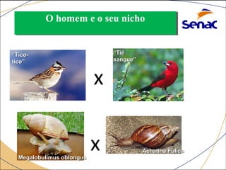 OO hhoommeemm ee oo sseeuu nniicchhoo 
ESPÉCIE COMPETIDORA 
AAcchhaattiinnaa FFuulliiccaa 
““TTiiccoo-- 
ttiiccoo”” 
MMeeggaalloobbuulliimmuuss oobblloonngguuss 
““TTiiêê 
ssaanngguuee”” 
x 
x 
 