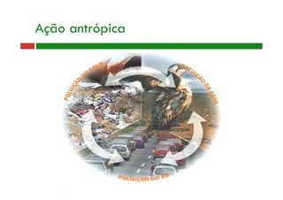 Prof.ª Ana Gabriela Salgado - 2006
Ação antrópica
 