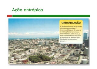 Prof.ª Ana Gabriela Salgado - 2006
Ação antrópica
 