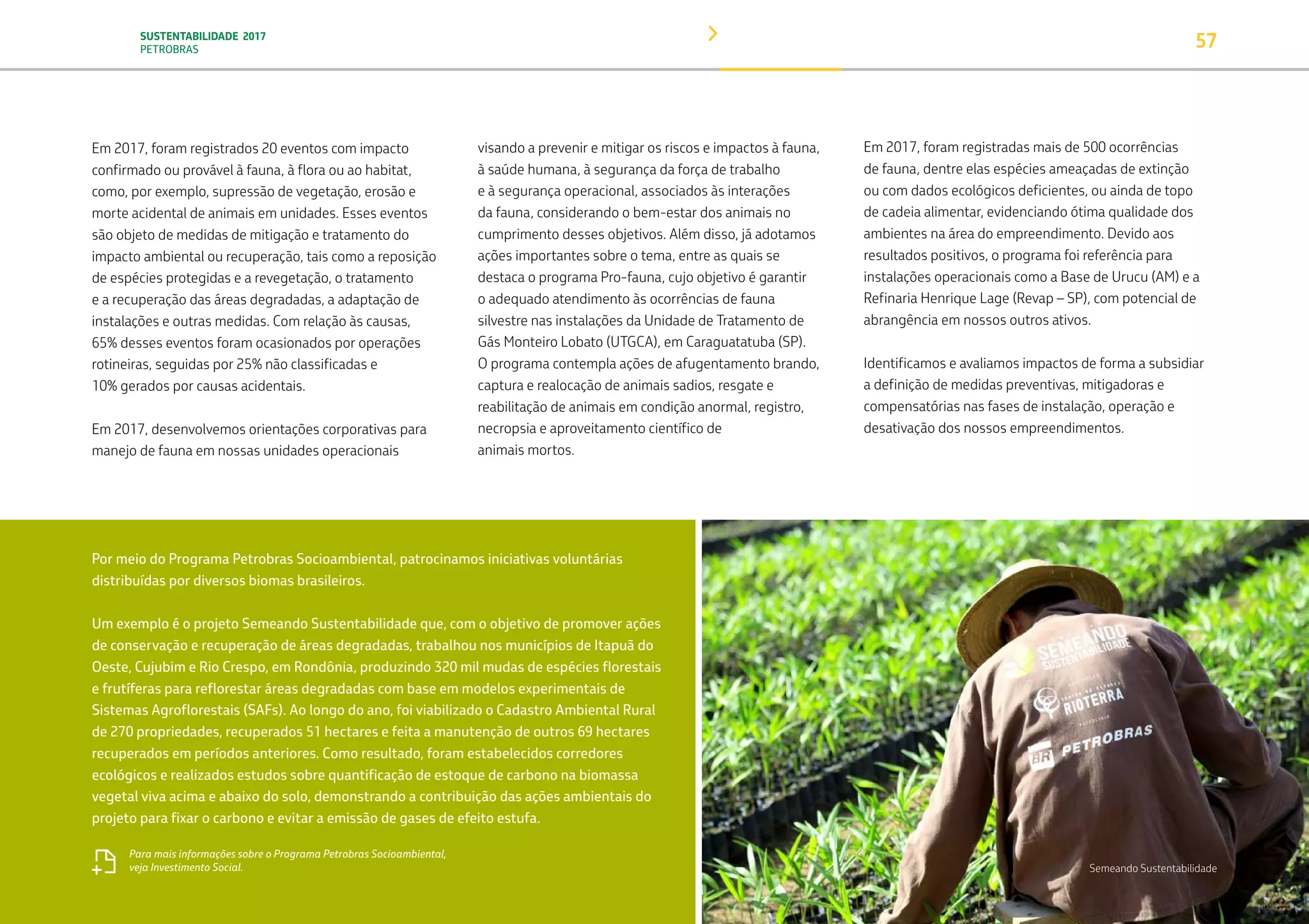 SUSTENTABILIDADE 2017
PETROBRAS 57
Em 2017, foram registrados 20 eventos com impacto
confirmado ou provável à fauna, à flora ou ao habitat,
como, por exemplo, supressão de vegetação, erosão e
morte acidental de animais em unidades. Esses eventos
são objeto de medidas de mitigação e tratamento do
impacto ambiental ou recuperação, tais como a reposição
de espécies protegidas e a revegetação, o tratamento
e a recuperação das áreas degradadas, a adaptação de
instalações e outras medidas. Com relação às causas,
65% desses eventos foram ocasionados por operações
rotineiras, seguidas por 25% não classificadas e
10% gerados por causas acidentais.
Em 2017, desenvolvemos orientações corporativas para
manejo de fauna em nossas unidades operacionais
visando a prevenir e mitigar os riscos e impactos à fauna,
à saúde humana, à segurança da força de trabalho
e à segurança operacional, associados às interações
da fauna, considerando o bem-estar dos animais no
cumprimento desses objetivos. Além disso, já adotamos
ações importantes sobre o tema, entre as quais se
destaca o programa Pro-fauna, cujo objetivo é garantir
o adequado atendimento às ocorrências de fauna
silvestre nas instalações da Unidade de Tratamento de
Gás Monteiro Lobato (UTGCA), em Caraguatatuba (SP).
O programa contempla ações de afugentamento brando,
captura e realocação de animais sadios, resgate e
reabilitação de animais em condição anormal, registro,
necropsia e aproveitamento científico de
animais mortos.
Em 2017, foram registradas mais de 500 ocorrências
de fauna, dentre elas espécies ameaçadas de extinção
ou com dados ecológicos deficientes, ou ainda de topo
de cadeia alimentar, evidenciando ótima qualidade dos
ambientes na área do empreendimento. Devido aos
resultados positivos, o programa foi referência para
instalações operacionais como a Base de Urucu (AM) e a
Refinaria Henrique Lage (Revap – SP), com potencial de
abrangência em nossos outros ativos.
Identificamos e avaliamos impactos de forma a subsidiar
a definição de medidas preventivas, mitigadoras e
compensatórias nas fases de instalação, operação e
desativação dos nossos empreendimentos.
Por meio do Programa Petrobras Socioambiental, patrocinamos iniciativas voluntárias
distribuídas por diversos biomas brasileiros.
Um exemplo é o projeto Semeando Sustentabilidade que, com o objetivo de promover ações
de conservação e recuperação de áreas degradadas, trabalhou nos municípios de Itapuã do
Oeste, Cujubim e Rio Crespo, em Rondônia, produzindo 320 mil mudas de espécies florestais
e frutíferas para reflorestar áreas degradadas com base em modelos experimentais de
Sistemas Agroflorestais (SAFs). Ao longo do ano, foi viabilizado o Cadastro Ambiental Rural
de 270 propriedades, recuperados 51 hectares e feita a manutenção de outros 69 hectares
recuperados em períodos anteriores. Como resultado, foram estabelecidos corredores
ecológicos e realizados estudos sobre quantificação de estoque de carbono na biomassa
vegetal viva acima e abaixo do solo, demonstrando a contribuição das ações ambientais do
projeto para fixar o carbono e evitar a emissão de gases de efeito estufa.
Para mais informações sobre o Programa Petrobras Socioambiental,
veja Investimento Social. Semeando Sustentabilidade
TRANSIÇÃO PARA UMA
ECONOMIA DE
BAIXO CARBONO
TRANSFORMAÇÃO
DIGITAL
PESSOAS MEIO
AMBIENTE
SOCIEDADE E
RELACIONAMENTO
 