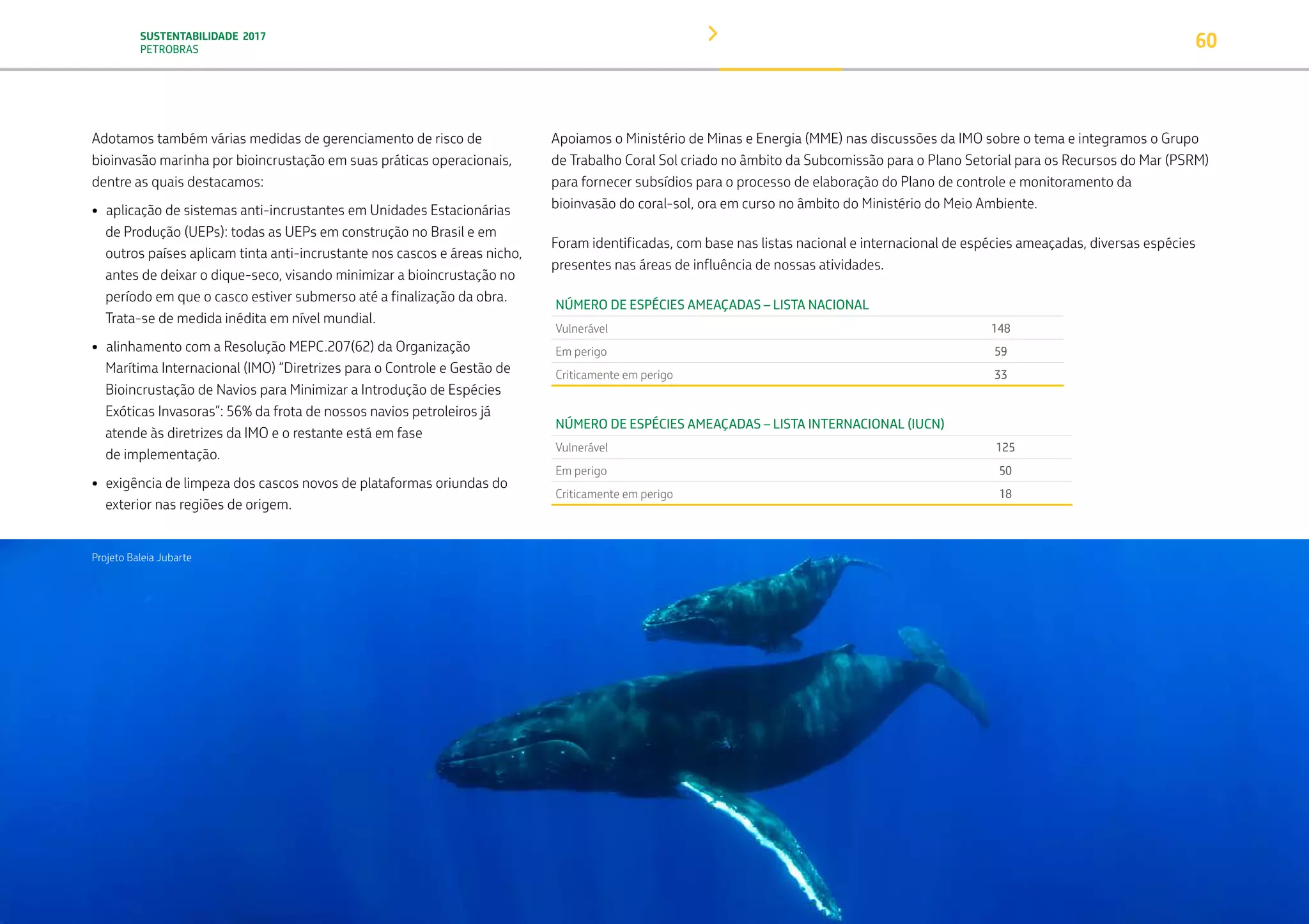 SUSTENTABILIDADE 2017
PETROBRAS 60
Adotamos também várias medidas de gerenciamento de risco de
bioinvasão marinha por bioincrustação em suas práticas operacionais,
dentre as quais destacamos:
• aplicação de sistemas anti-incrustantes em Unidades Estacionárias
de Produção (UEPs): todas as UEPs em construção no Brasil e em
outros países aplicam tinta anti-incrustante nos cascos e áreas nicho,
antes de deixar o dique-seco, visando minimizar a bioincrustação no
período em que o casco estiver submerso até a finalização da obra.
Trata-se de medida inédita em nível mundial.
• alinhamento com a Resolução MEPC.207(62) da Organização
Marítima Internacional (IMO) “Diretrizes para o Controle e Gestão de
Bioincrustação de Navios para Minimizar a Introdução de Espécies
Exóticas Invasoras”: 56% da frota de nossos navios petroleiros já
atende às diretrizes da IMO e o restante está em fase
de implementação.
• exigência de limpeza dos cascos novos de plataformas oriundas do
exterior nas regiões de origem.
Apoiamos o Ministério de Minas e Energia (MME) nas discussões da IMO sobre o tema e integramos o Grupo
de Trabalho Coral Sol criado no âmbito da Subcomissão para o Plano Setorial para os Recursos do Mar (PSRM)
para fornecer subsídios para o processo de elaboração do Plano de controle e monitoramento da
bioinvasão do coral-sol, ora em curso no âmbito do Ministério do Meio Ambiente.
Foram identificadas, com base nas listas nacional e internacional de espécies ameaçadas, diversas espécies
presentes nas áreas de influência de nossas atividades.
NÚMERO DE ESPÉCIES AMEAÇADAS – LISTA NACIONAL  
Vulnerável 148
Em perigo 59
Criticamente em perigo 33
NÚMERO DE ESPÉCIES AMEAÇADAS – LISTA INTERNACIONAL (IUCN)
Vulnerável 125
Em perigo 50
Criticamente em perigo 18
Projeto Baleia Jubarte
TRANSIÇÃO PARA UMA
ECONOMIA DE
BAIXO CARBONO
TRANSFORMAÇÃO
DIGITAL
PESSOAS MEIO
AMBIENTE
SOCIEDADE E
RELACIONAMENTO
 