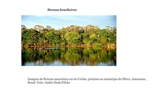 Biomas brasileiros
Imagem da floresta amazônica no rio Urubu, próximo ao município de Silves, Amazonas,
Brasil. Foto: Andre Deak/Flickr
 