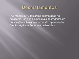 Ao menos 20% das áreas desmatadas na
Amazônia, um dos biomas mais degradados do
País, estão sob alguma forma de regeneração.
Crédito: Agência Petrobras de Noticias.
 