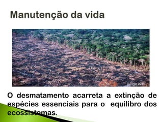 O desmatamento acarreta a extinção de
espécies essenciais para o equilibro dos
ecossistemas.
Google,2011.
 