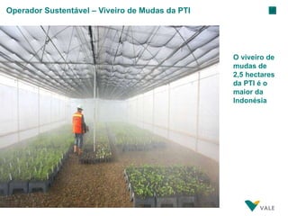 Operador Sustentável – Viveiro de Mudas da PTI O viveiro de mudas de 2,5 hectares da PTI é o maior da Indonésia 