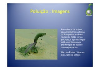 Poluição : Imagens


              Ave coberta de sujeira,
              após mergulhar na lagoa
              da Pampulha, em Belo
              Horizonte (MG), com a
              poluição, a água da lagoa
              está esverdeada pela
              proliferação de algas e
              microorganismos

              Marcelo Prates / Hoje em
              dia / Agência Estado
 