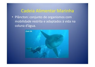 Cadeia Alimentar Marinha
• Plâncton: conjunto de organismos com
  mobilidade restrita e adaptados à vida na
  coluna d’água.
 
