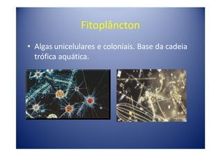 Fitoplâncton
• Algas unicelulares e coloniais. Base da cadeia
  trófica aquática.
 