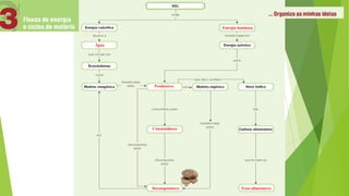 Energia luminosa
Água
Produtores
Consumidores
Decompositores Teias alimentares
 