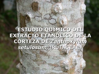 ESTUDIO QUÍMICO DEL
EXTRACTO ETANÓLICO DE LA
 CORTEZA DE Zanthoxylum
  setulosum, (RUTACEAE)
 