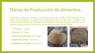 Planta de Producción de alimentos.
El área de la planta de alimentos concentrados donde nos recibió el señor Bernabé él nos
explicó el funcionamiento en general de la planta de alimentos en ella vimos la bodega donde
se encuentran las bolsas de nutrientes llamadas batch así como las clases de alimentos que se
producen, utilizó de ejemplo el alimento para pollos de engorde que van desde:
 Pre- inicio: 1 a 8 días
 El inicio: 8 a 21 días
 Desarrollo medicado: 21 a 28 días
 Desarrollo normal: 28 a 35 días
 Finalizador o engorde: 35 a 42 días
 