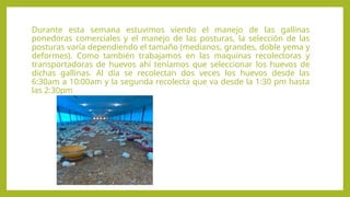 Durante esta semana estuvimos viendo el manejo de las gallinas
ponedoras comerciales y el manejo de las posturas, la selección de las
posturas varía dependiendo el tamaño (medianos, grandes, doble yema y
deformes). Como también trabajamos en las maquinas recolectoras y
transportadoras de huevos ahí teníamos que seleccionar los huevos de
dichas gallinas. Al día se recolectan dos veces los huevos desde las
6:30am a 10:00am y la segunda recolecta que va desde la 1:30 pm hasta
las 2:30pm
 