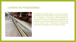LEVANTE DE PONDEDORAS
Las gallinas ponedoras llegan de un día de nacidas y
se mantienen en estas galeras 16 semanas Luego de
ahí se trasladan a las galeras donde empiezan la
producción de huevos en cada jaula ahí 50 pollitas y 4
bebederos de niple cada galera mide 1006 ft de largo
y 40 de ancho a las 14 semanas se despican la
vacunación es después de 12 semanas una llega
 