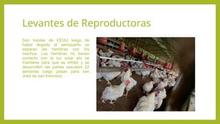 Levantes de Reproductoras
Son traídas de EEUU luego de
haber llegado al aeropuerto se
separan las hembras con los
machos. Las hembras no tienen
contacto con la luz solar ahí se
mantiene para que se inhibir y se
desarrollen las partes sexuales 22
semanas luego pasan para san
José de san francisco.
 