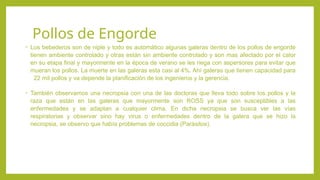 Pollos de Engorde
• Los bebederos son de niple y todo es automático algunas galeras dentro de los pollos de engorde
tienen ambiente controlado y otras están sin ambiente controlado y son mas afectado por el calor
en su etapa final y mayormente en la época de verano se les riega con aspersores para evitar que
mueran los pollos. La muerte en las galeras esta casi al 4%. Ahí galeras que tienen capacidad para
22 mil pollos y va depende la planificación de los ingenieros y la gerencia.
• También observamos una necropsia con una de las doctoras que lleva todo sobre los pollos y la
raza que están en las galeras que mayormente son ROSS ya que son susceptibles a las
enfermedades y se adaptan a cualquier clima. En dicha necropsia se busca ver las vías
respiratorias y observar sino hay virus o enfermedades dentro de la galera que se hizo la
necropsia, se observo que había problemas de coccidia (Parásitos).
 