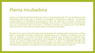 Planta incubadora
pasan a el cuarto de almacenamiento que esta a una temperatura de 18°C se mantienen a esta
temperatura para evitar que el embrión se desarrolle a temperatura ambiente. Ya después
cuando pasan a la incubadora se encuentra a 38°C allí están por un tiempo y tienen una
rotación automática para que el embrión obtenga calor ya a los 11 días se hace una ovoscopia
para ver la estructura interna del huevo y consiste en eliminar los huevos que no son fértiles
luego de estar en esta área los huevos pasan a el área de nacimiento.
Durante el día viernes del nacimiento pudimos preparar los medicamentos que se iban a utilizar
para la vacunación de dichos pollitos los medicamentos son: cefanext y el diluente que son
10cc de cefanext y un frasco de dicho producto alcanza para 8 bolsas de diluente luego
minutos antes de empezar la vacunación se le agrega a la bolsa de diluente Bursa- vac esta
vacuna es contra la enfermedad del Gumboro virus vivo, junto a la INNOVAX ND-IBD esta
vacuna ayuda a estimular la inmunidad de los pollitos y por último el colorante que es de suma
importancia que gracias a el podemos ver que pollitos están vacunados y cuales no.
 