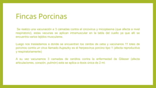 Fincas Porcinas
Se realizo una vacunación a 3 camadas contra el circovirus y micoplasma (que afecta a nivel
respiratorio), estas vacunas se aplican intramuscular en la tabla del cuello ya que allí se
encuentra varios tejidos musculares.
Luego nos trasladamos a donde se encuentran los cerdos de ceba y vacúnanos 11 lotes de
porcinos contra un virus llamado Aujeszky es el herpesvirus porcino tipo 1 (afecta reproductiva
y respiratoriamente)
A su vez vacunamos 3 camadas de cerditos contra la enfermedad de Glässer (afecta
articulaciones, corazón, pulmón) esta se aplica a dosis única de 2 ml.
 