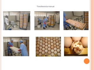 Transferencia manual 
 