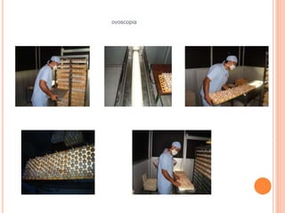 ovoscopia 
 