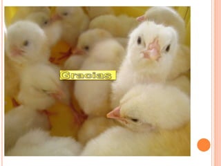 Sustentacion de pasantía (1)