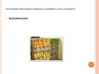 ACTIVIDADES REALIZADAS DURANTE EL DESARROLLO DE LA PASANTIA 
 RECEPCIÓN DE HUEVO 
 