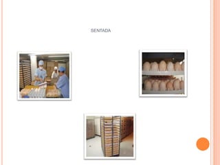 SENTADA 
 
