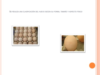 SE REALIZA UNA CLASIFICACIÓN DEL HUEVO SEGÚN SU FORMA, TAMAÑO Y ASPECTO FÍSICO 
 