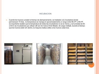 INCUBACION 
 Cuando los huevos cumplen el tiempo de atemperamiento, se trasladan a la incubadora donde 
permanecen 19 días, la temperatura se maneja en aproximadamente un rango entre 99.2oF a 99.4oF, 
es importante resaltar que la temperatura de todas las incubadoras no es la misma, y la humedad de 83 
a 83.8, las incubadoras que utilizan allí son de marca Chick Master, de carga múltiple, durante el tiempo 
que los huevos están ahí dentro, la maquina realiza volteo a los huevos cada hora. 
 