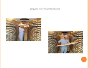 Cargue de huevo maquina incubadora 
 