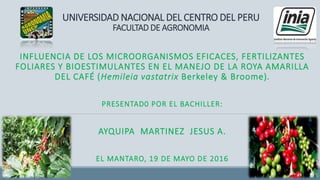 UNIVERSIDAD NACIONAL DEL CENTRO DEL PERU
FACULTAD DE AGRONOMIA
INFLUENCIA DE LOS MICROORGANISMOS EFICACES, FERTILIZANTES
FOLIARES Y BIOESTIMULANTES EN EL MANEJO DE LA ROYA AMARILLA
DEL CAFÉ (Hemileia vastatrix Berkeley & Broome).
PRESENTAD0 POR EL BACHILLER:
AYQUIPA MARTINEZ JESUS A.
EL MANTARO, 19 DE MAYO DE 2016
 