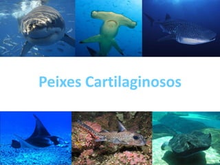 Peixes Cartilaginosos

 