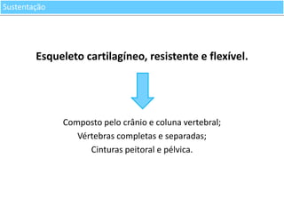 Sustentação

Esqueleto cartilagíneo, resistente e flexível.

Composto pelo crânio e coluna vertebral;
Vértebras completas e separadas;
Cinturas peitoral e pélvica.

 
