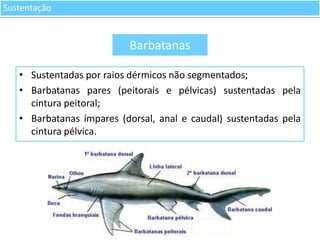 Sustentação

Barbatanas
• Sustentadas por raios dérmicos não segmentados;
• Barbatanas pares (peitorais e pélvicas) sustentadas pela
cintura peitoral;
• Barbatanas ímpares (dorsal, anal e caudal) sustentadas pela
cintura pélvica.

 