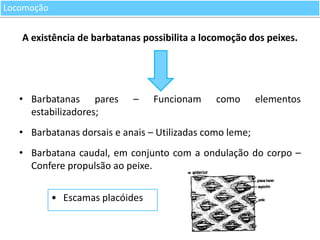 Locomoção

A existência de barbatanas possibilita a locomoção dos peixes.

• Barbatanas pares
estabilizadores;

–

Funcionam

como

elementos

• Barbatanas dorsais e anais – Utilizadas como leme;
• Barbatana caudal, em conjunto com a ondulação do corpo –
Confere propulsão ao peixe.

• Escamas placóides

 