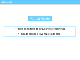 Locomoção

Flutuabilidade
• Baixa densidade do esqueleto cartilaginoso;
• Fígado grande e leve repleto de óleo.

 