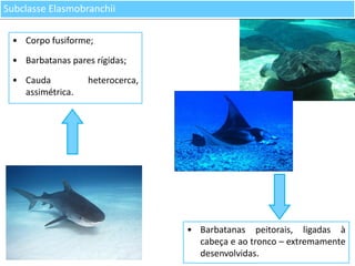 Subclasse Elasmobranchii
• Corpo fusiforme;
• Barbatanas pares rígidas;

• Cauda
assimétrica.

heterocerca,

• Barbatanas peitorais, ligadas à
cabeça e ao tronco – extremamente
desenvolvidas.

 