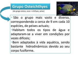 Grupo Osteichthyes
(do grego osteos, osso + ichthyos, peixe)

 São o grupo mais vasto e diverso,
correspondendo a cerca de 9 em cada 10
espécies, de peixes actuais;
Habitam todos os tipos de água e
adaptaram-se a viver em condições por
vezes difíceis;
Bem adaptados à vida aquática, sendo
bastante hidrodinâmicos devido ao seu
corpo fusiforme.

 
