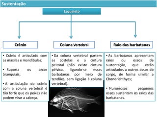 Sustentação
Esqueleto

Crânio

Coluna Vertebral

• Crânio é articulado com
as maxilas e mandíbulas;
• Suporta
branquiais;

os

arcos

• A articulação do crânio
com a coluna vertebral é
tão forte que os peixes não
podem virar a cabeça.

• Da coluna vertebral partem
as costelas e a cintura
peitoral (não existe cintura
pélvica,
ligando-se
essas
barbatanas por meio de
tendões, sem ligação á coluna
vertebral).

Raio das barbatanas
• As barbatanas apresentam
raios
ou
ossos
de
sustentação,
que
estão
articulados a outros ossos do
corpo, de forma similar a
Chondrichthyes;
• Numerosos
pequenos
ossos sustentam os raios das
barbatanas.

 