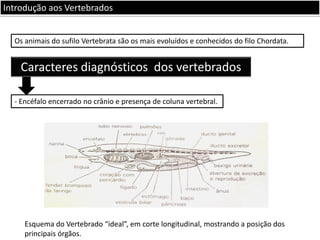 Introdução aos Vertebrados
Os animais do sufilo Vertebrata são os mais evoluídos e conhecidos do filo Chordata.

Caracteres diagnósticos dos vertebrados
- Encéfalo encerrado no crânio e presença de coluna vertebral.

Esquema do Vertebrado “ideal”, em corte longitudinal, mostrando a posição dos
principais órgãos.

 