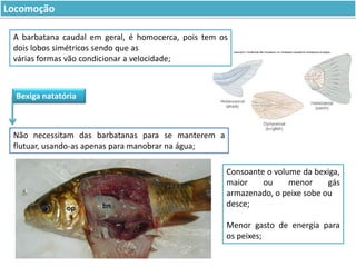 Locomoção
A barbatana caudal em geral, é homocerca, pois tem os
dois lobos simétricos sendo que as
várias formas vão condicionar a velocidade;

Bexiga natatória

Não necessitam das barbatanas para se manterem a
flutuar, usando-as apenas para manobrar na água;
Consoante o volume da bexiga,
maior
ou
menor
gás
armazenado, o peixe sobe ou
desce;
Menor gasto de energia para
os peixes;

 