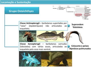 Locomoção e Sustentação

Grupo Osteichthyes

Classe Actinopterygii – barbatanas suportadas por
“raios” (lepidotríquias) não articulados ao
esqueleto;

Classe Sarcopterygii – barbatanas carnudas
(lobuladas) com vários ossos, articuladas ao
esqueleto pelo osso mais ventral;

Superordem
Teleósteos

Celacanto e peixes
dipnóicos pulmunados

 