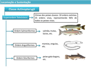 Locomoção e Sustentação

Classe Actinopterygii
Superordem Teleósteos

Climax dos peixes ósseos: 10 ordens extintas;
35 ordens vivas, representando 96% de
todos os peixes vivos.

Ordem Salmoniformes

Ordem Anguiliformes

Ordem Siluriformes

salmão, trutas,
lúcios, etc.

moreias, enguias,
etc.

peixe-gato-bagres,
etc.

 