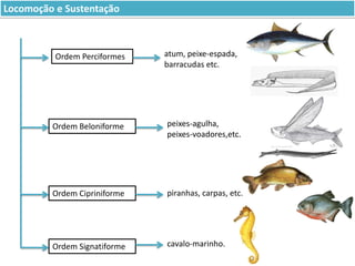 Locomoção e Sustentação

Ordem Perciformes

atum, peixe-espada,
barracudas etc.

Ordem Beloniforme

peixes-agulha,
peixes-voadores,etc.

Ordem Cipriniforme

piranhas, carpas, etc.

Ordem Signatiforme

cavalo-marinho.

 
