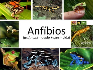 Anfíbios

(gr. Amphi = duplo + bios = vida)

 